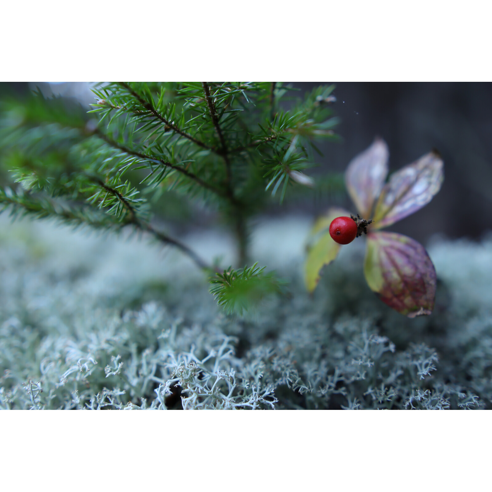 Sigma Contemporary 16 mm F/1.4 DC DN – Canon RF - Imagen 3